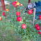 rózsa, kertem 3