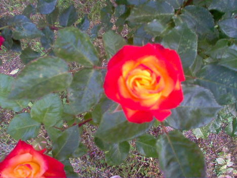 rózsa, kertem 4