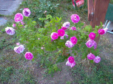 rózsa, kertem 5