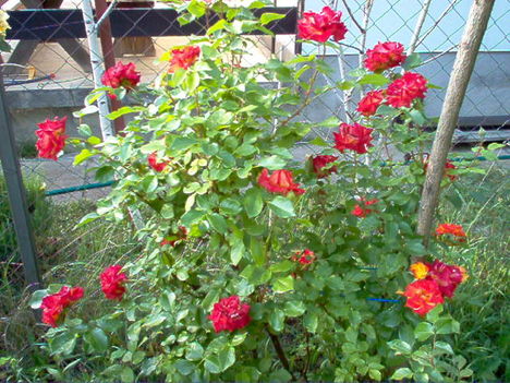 rózsa, kertem 6