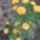 Sarga_minirozsa-001_440628_15304_t