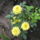 Sarga_minirozsa_440630_50915_t