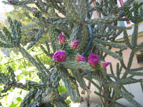 téli kaktusz virága