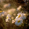 Wet Daisies