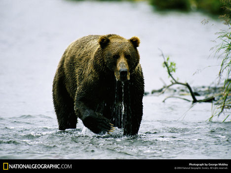 Brown Bear Hunt, Alaska, 1992