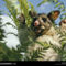 Brushtail Possum, Tasmania, Australia, 1974