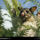 Brushtail_possum_tasmania_australia_1974_451590_16870_t