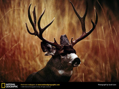Buck Mule Deer, Alvord Desert, Oregon, 1997