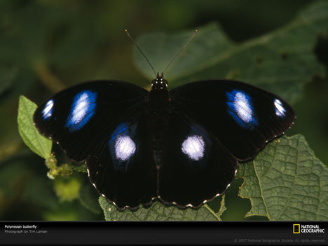 Butterfly, Polynesia, 2003