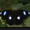 Butterfly, Polynesia, 2003