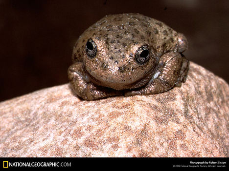 Canyon Tree Frog, Utah, 1985