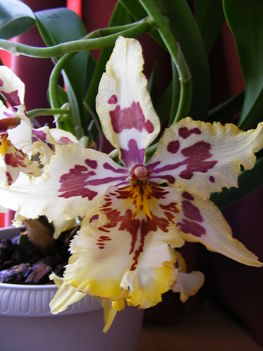 orchideáim  016