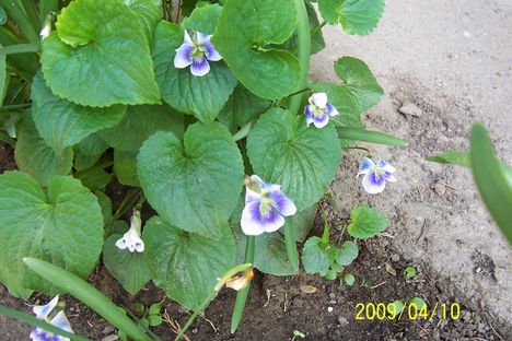 2009Tavaszi virágaim