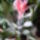 Aechmea_452214_89983_t