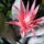 Aechmea___kozelrol_452212_90743_t