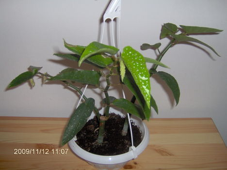 Begonia Corallina "Tamaya"
