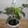 Begonia_corallina_tamaya-001_452278_27468_t