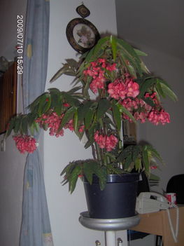 Begonia Corallina "Tamaya"