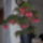 Begonia_corallina_tamaya_452285_15811_t