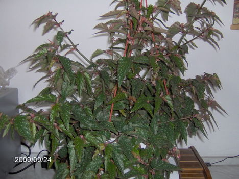 Begonia Serratipetala (?)