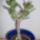 Crassula_ovata_452271_12861_t