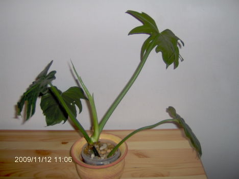 Philodendron Lacerum (?) 2