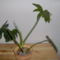 Philodendron Lacerum (?) 2