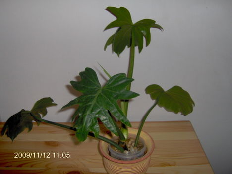 Philodendron Lacerum (?)