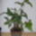 Syngonium_452270_99875_t