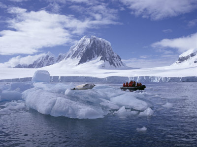 197-2600~Tourists-in-Rigid-Inflatable-Boat-Approach-a-Seal-Lying-on-the-Ice-Antarctica-Posters