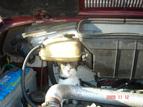 Cica a motorházban