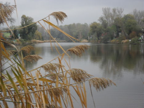 Dunakeszi tőzegláp 9