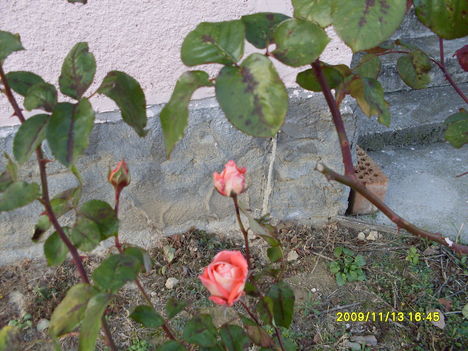 virágok  novemerben 4