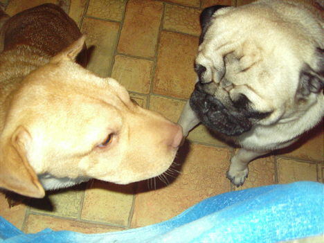 Dogi és Mafla:)