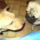 Dogi_es_mafla_455889_96996_t