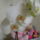 Orchidea_455580_17445_t