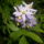 Viragok_3_455713_26255_t