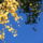 Autumn_leaves_456625_77395_t