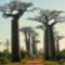 Baobab Avenue Madagaszkár