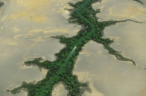 Sivatagi folyó menti növényzet