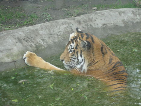 Állatkertben Szegeden 2009