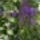 Duranta_erecta-001_458059_35958_t