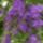 Duranta_erecta_458061_35586_t