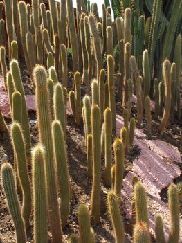 kaktuszok az Utopia parkban