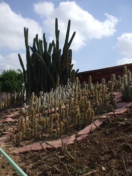 kaktuszok az Utopia parkban