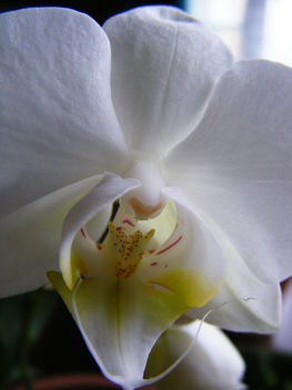 orchideáim 020