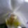 Orchideaim_020_458320_50285_t