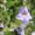 Thunbergia_grandiflora_458045_70748_t