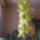 Cynbidium_orchidea_kozelrol_459996_41398_t