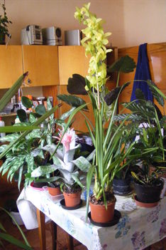 Cynbidium orchidea /távolról/